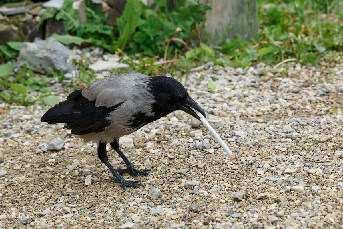 20170626 13 50 52 VIK 5157